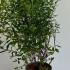 Spirea Billardii 60-80 cm buy online UK.