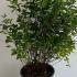 Symphoricarpos Doorenbosii Mother of Pearl 60-80 cm buy online UK.