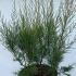 Tamarix Ramosissima Pink Cascade 50-60 cm buy online UK.