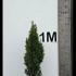 Taxus Baccata David or Yew David 80-100 cm buy online UK.