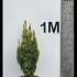 Taxus Baccata Fastigiata Aurea Golden Yew 80-100 cm buy online UK.