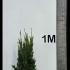Taxus Media Hillii Yew 80-100 m buy online UK.