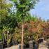Thuja Plicata Full Standard Trees 3-3.5 m buy online UK.