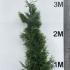 Thuja Plicata Hedging - Root Ball Plants 2.25-2.5 m buy online UK.