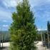 Thuja Plicata - Western Red Cedar 2-2.5 m buy online UK.