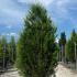 Thuja Plicata - Western Red Cedar 1.75-2 m buy online UK.