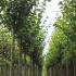 Tilia Europaea Pallida Lime 3.75-4.25 m buy online UK.