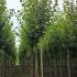 Tilia Europaea Pallida Lime 3.5-4 m buy online UK.