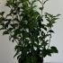 Viburnum Bodnantense Dawn 60-80 cm buy online UK.