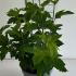 Viburnum opulus Roseum 40-50 cm buy online UK.
