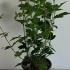 Viburnum opulus Roseum 60-80 cm buy online UK.