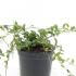 Vinca Minor or Lesser Periwinkle Evergreen Perennial 10-15 cm buy online UK.