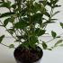 Weigela Bristol Ruby 40-50 cm buy online UK.