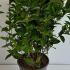 Weigela Bristol Ruby 60-80 cm buy online UK.
