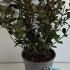 Weigela Florida Purpurea 40-60 cm buy online UK.