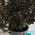 Weigela Florida Purpurea 50-60 cm buy online UK.