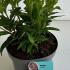 Weigela Red Prince 40-50 cm buy online UK.