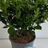 Weigela Red Prince 50-60 cm buy online UK.