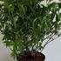 Weigela Red Prince 60-80 cm buy online UK.