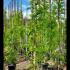 Wisteria Floribunda Macrobotrys 3.5-4 m buy online UK.