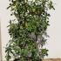Ilex Altaclerensis Camelliifolia Holly 1.25-1.5 m buy online UK.