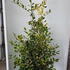 iagk 1.25-1.5 m buy online UK.