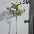 iagk 1.6-1.8 m buy online UK.