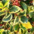 Ilex altaclerensis Golden King or Holly Golden King