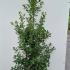 Ilex Aquifolium  1.75-2 m buy online UK.
