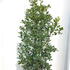 ilexaqui 1.5-1.75 m buy online UK.