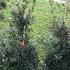 Ilex Aquifolium Alaska 1-1.25 m buy online UK.