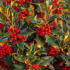 Ilex Aquifolium Alaska - perfect for wildlife friendly hedging & evergreen screening. 