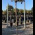 Ilex Aquifolium Argentea Marginata 1.4-1.5 m buy online UK.