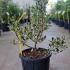 Ilex Aquifolium Argentea Marginata 60-80 cm buy online UK.