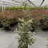 ilexaqumarginata 1.5-1.75 m buy online UK.