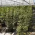 ilexaqumarginata 1.25-1.5 m buy online UK.