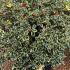 Ilex Aquifolium Argentea Marginata 90-100 cm buy online UK.
