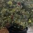 Ilex Aquifolium Argentea Marginata 80 cm buy online UK.