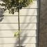 Ilex Aquifolium Argentea Marginata Topiary Tree 1.2-1.3 m buy online UK.