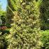 Ilex Aquifolium Argentea Marginata Topiary Tree 1.6-1.8 m buy online UK.