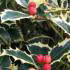 Ilex Aquifolium Argentea Marginata at our London garden centre, buy online for UK delivery