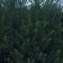 Ilex Aquifolium JC van Tol Holly 2-2.25 m buy online UK.