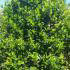 Ilex Aquifolium, Evergreen Shrubs Specialists, London Plant Centre, Crews Hill, Enfield 
