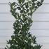 Ilex Aquifolium, Evergreen Shrubs Specialists, London Plant Centre, Crews Hill, Enfield 