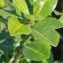 Japanese Holly Green Lustre Shrubs, good quality plants for sale online with UK delivery.