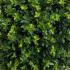 Ilex Crenata Balls 40-45 cm buy online UK.