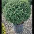 Ilex Crenata Balls 1-1.2 m buy online UK.