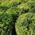 Ilex Crenata Balls 70 cm buy online UK.