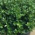 Ilex Crenata Balls 45-50 cm buy online UK.