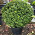 ilexcrenataglobe 70-80 cm buy online UK.